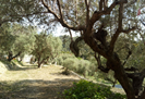 The olive grove...